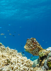 Cuttlefish on a colorful coral reef and the water surface in background