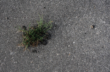 A sprout of grass sprouts through the asphalt making a crack. grass grows on the road