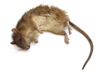 Dead brown rat on white bg. Top view. Stuck rat on white background, with natural shadow. Bitten...