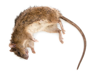 Dead brown rat on white bg. Top view. Stuck rat on white background, with natural shadow. Bitten...