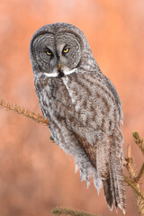 A Great Gray Owl quietly waits for prey in the Alaskan forest.