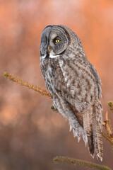 A Great Gray Owl quietly waits for prey in the Alaskan forest.