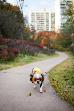 The puppy of Shichu was lost.
