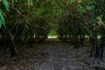 Real huge bamboo tunnel walk way in the forest of bamboo in Asia.