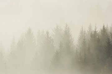 Fototapeta na wymiar Forest in the morning mist on mountain. Autumn scene.