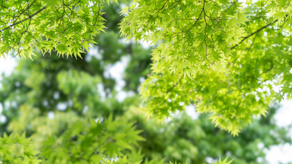 Obraz premium 新緑