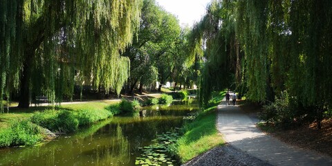 Obraz premium river in the forest
