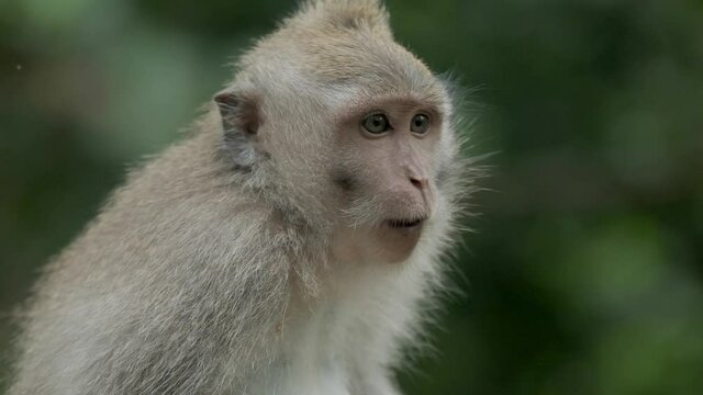 Monkey (Macaca fascicularis) eating and playing in the rainforest, Bali, Indonesia. Slow motion.