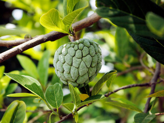 Custerd apple or Sugar apple  growing in the tree
