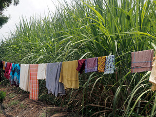 Clothes hung in a line to dry in the field