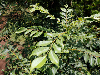 Fresh Curry leaves - one of the main spice ingredients in Indian  kitchens