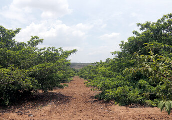 Sidewalk in field, red soil and sky