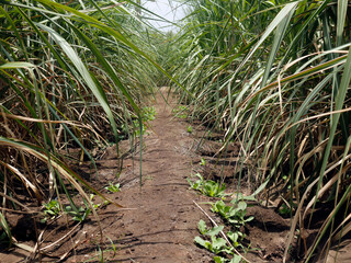 Sidewalk in a sugarcane field
