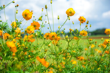 Yellow cosmos flowers with blue sky