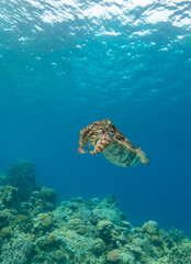 Cuttlefish on a colorful coral reef and the water surface in background