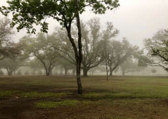 Naklejka premium tree in the fog