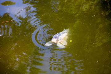 Fish swimming in lake in park