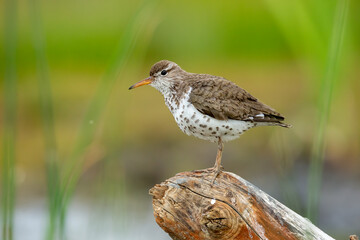 Spotted sandpiper standing on log
