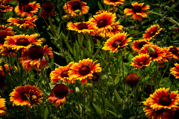 yellow flowers in the garden