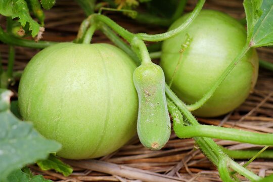 104 Best まくわうり Images Stock Photos Vectors Adobe Stock