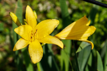 Fototapeta na wymiar Yellow daylily (Hemerocallis lilioasphodelus) in a garden
