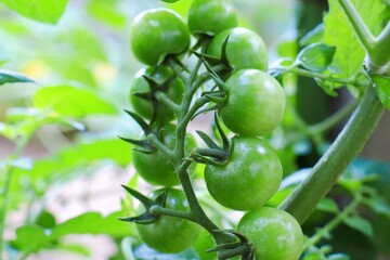 熟していないミニトマト