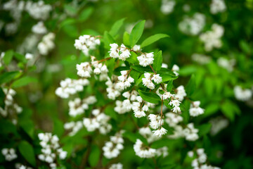 white flowers on green background