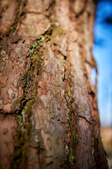 Rough texture of pine tree.
