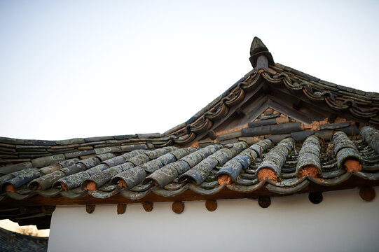 Roof tile moss in Gyeongju-si, South Korea.
