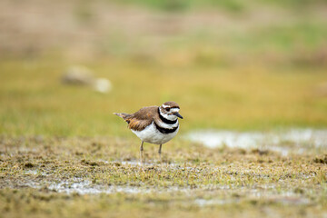 Killdeer in marshy area
