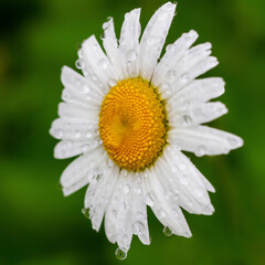 Fototapeta premium Blooming white daisy.