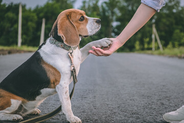 Beagle dog learns to give paw to mistress. walk with the pet. caring for animals. dog paw in human...