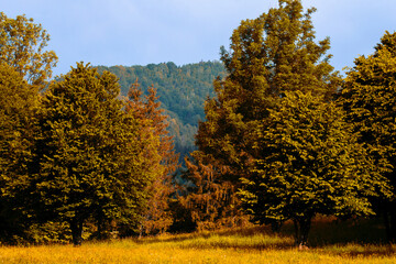 trees and firs in the forest on the mountain