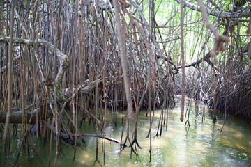 Thickets of mangrove forest on the banks of the river in the tropics.