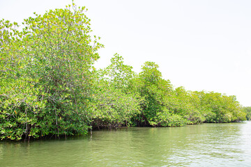 Thickets of mangrove forest on the banks of the river in the tropics.