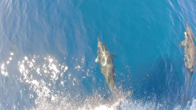 happy striped dolphin jumping outside the sea and bowing from boat prow