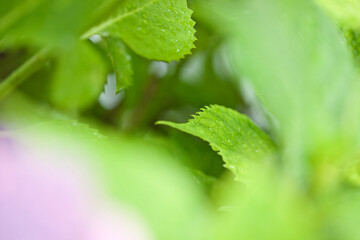 梅雨時期の緑の葉っぱと水滴