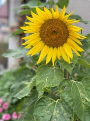 sunflower in the field