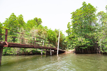 Fototapeta na wymiar Wooden bridge over a river lake in sunny weather in Sri Lanka.
