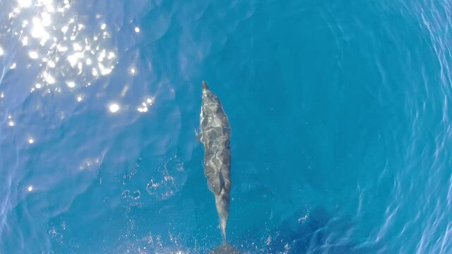 happy striped dolphin jumping outside the sea and bowing from boat prow