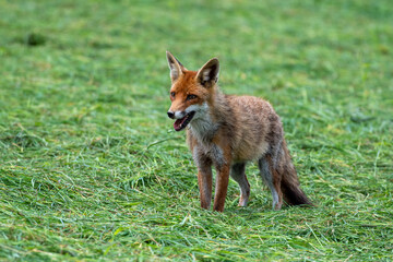 Naklejka na ściany i meble red fox vulpes in the wild
