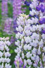 Blooming beautiful pink,purple and blue lupin or lupinus flowers during summer morning.