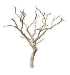Dead tree isolated on white background