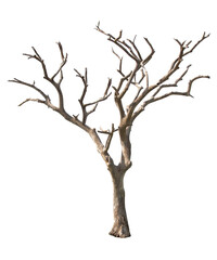 Dead tree isolated on white background