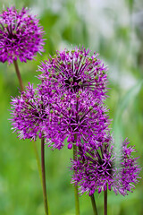 purple thistle flower on the green grass background