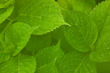 雨の日の緑の葉っぱと付いている水滴