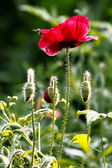 red poppy in the garden