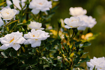 white flowers rose in the garden