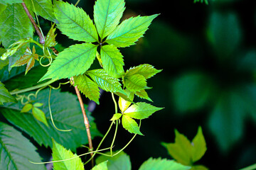green leaves on black background on the park
