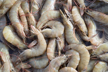 Close up fresh pacific white shrimp background
